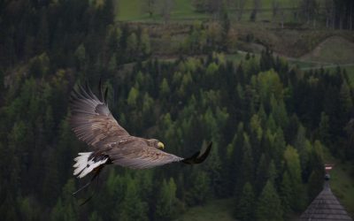 bird-animal-freedom-fly-56865
